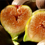 Set 2 Olympian Fig Trees 4-8 Inch Tall