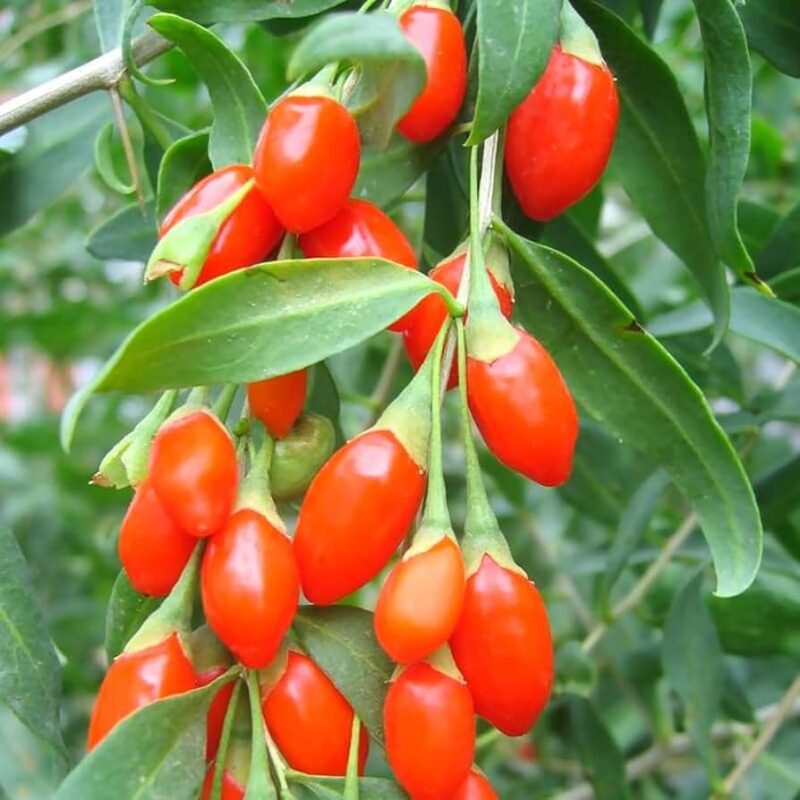 3 Red Goji Berry Trees - Fruit Plant - 6-14" Tall - Red-Orange - Lycium barbarum