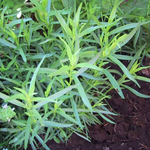 3 Texas Tarragon Plants Herb 4-8" Tall