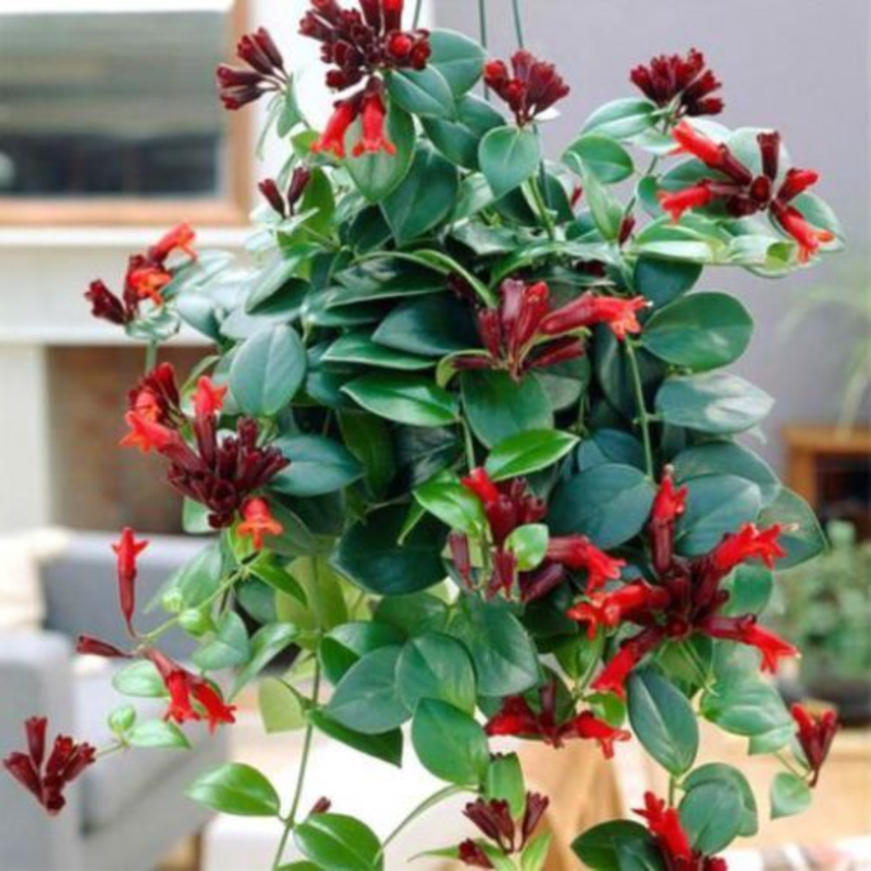 2 Red Lipstick Vine