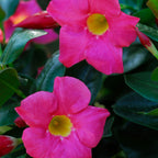 Pink Mandevilla Plant Live - 2 to 5 Inc Tall
