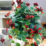 1 Red Lipstick Vine Plant Houseplant In 2" Pot