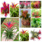 15 Red Tillandsia Air Plants Live - 2 to 3 Inc Tall - Air Plant Live - Succulent Plants Live