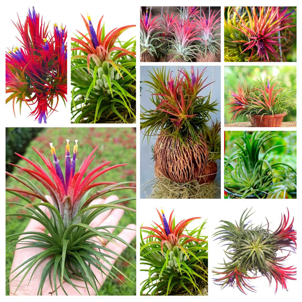 Air Plants, Tillandsia Air Plants Live Houseplants for Garden, 30 Red Lonantha Tillandsia Plant, Air Plant for Planting, 2 to 3 Inc Long