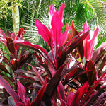 3 Cordyline Red Sister Hawaiian Ti Plants Live Rooted 7 To 10 Inch Tall