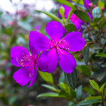2 Purple Tibouchina Live Plants 3-5 Inc Tall