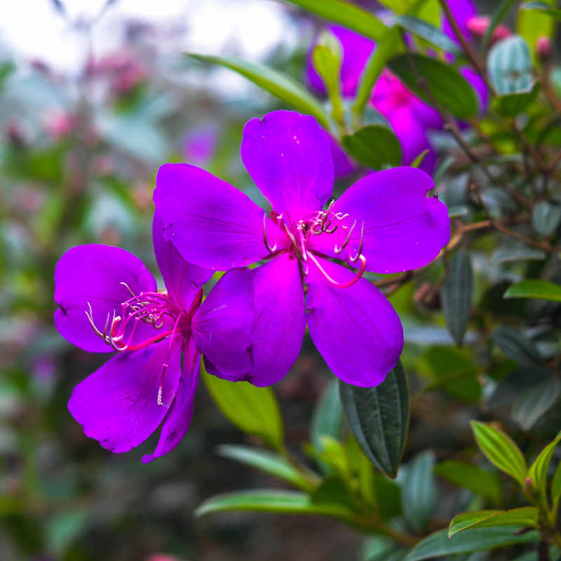 2 Purple Tibouchina Live Plants 3-5 Inc Tall