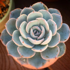 Echeveria Subsessilis Succulent Plants