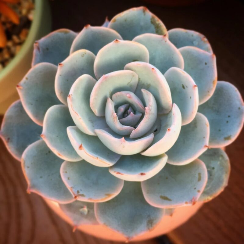 Echeveria Subsessilis Succulent Plants