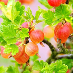 Black Velvet Gooseberry, Hinnonmaki Red Gooseberry, Semi Thornless Gooseberry, Sweet Gooseberry Plant Live 5-9 Inc (Choose Your Varieties)