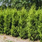 10 Leyland Cypress Trees Live Plants - Zone: 5-9