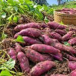 Sweet Potato Vine Live Plant, Rooted Starter, 4–6 Inches, 4-Inch Pot