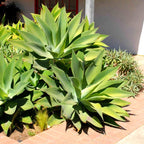 Green Fox Tail Agave Attenuata Plant for Sale - 4" Well Rooted, No Pot