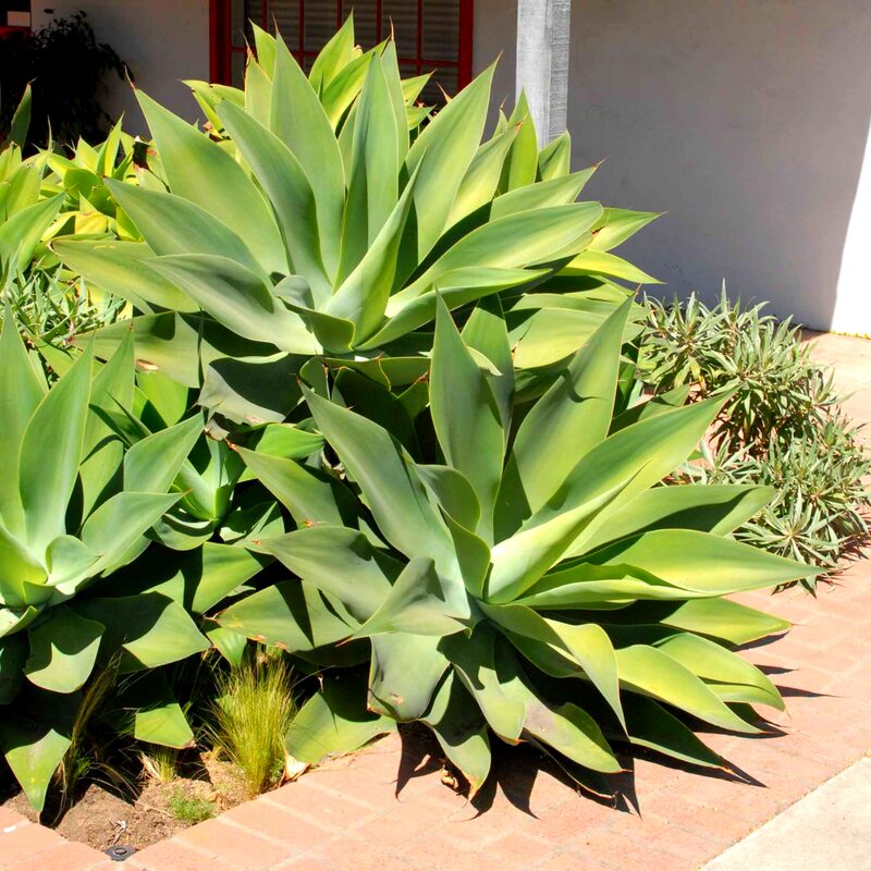 Green Fox Tail Agave Attenuata Plant for Sale - 4" Well Rooted, No Pot