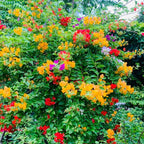 Bougainvillea Plant
