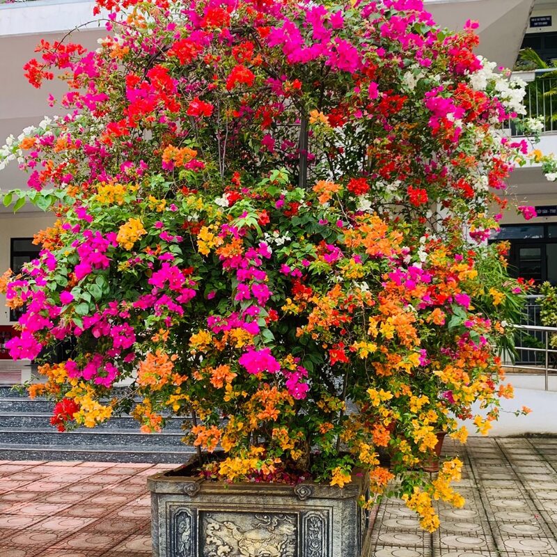 Bougainvillea Plant
