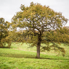 Dwarf Chinkapin Oak Tree - Oak Tree Live Plant From 1 To 2 Shrub Plant - Zone 4 To 9 - Outdoor Garden Tree