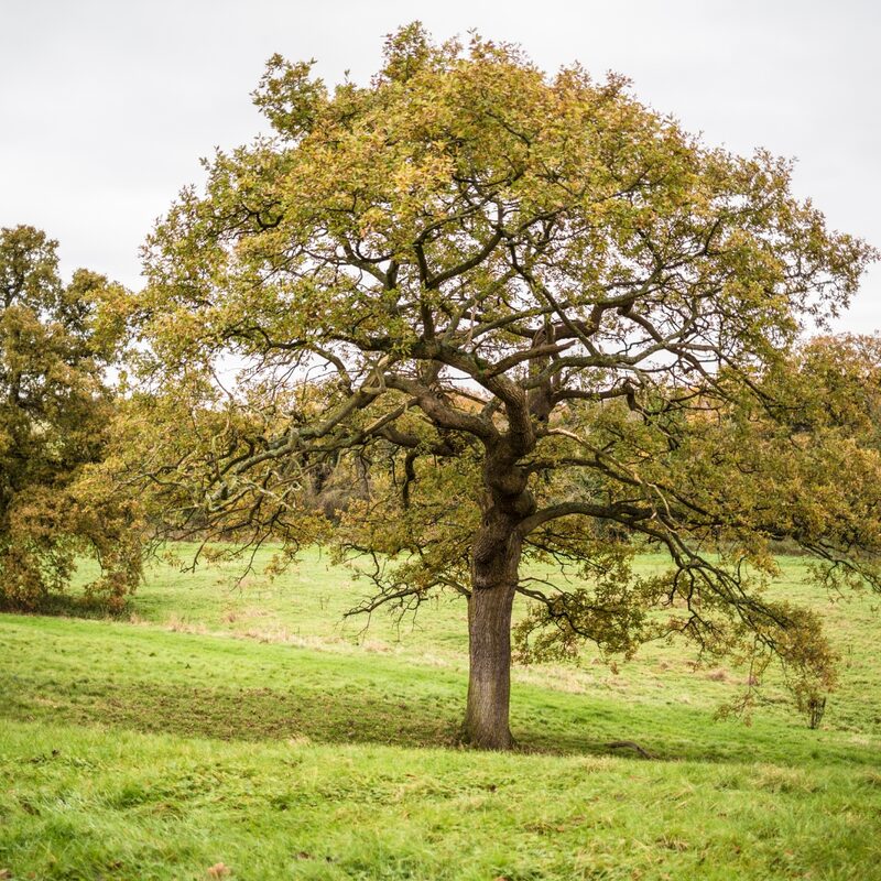 Dwarf Chinkapin Oak Tree - Oak Tree Live Plant From 1 To 2 Shrub Plant - Zone 4 To 9 - Outdoor Garden Tree