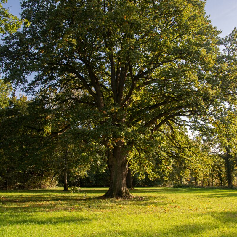 Dwarf Chinkapin Oak Tree - 1 To 2 Feet Height Bareroot - Deciduous Tree - Sweetest Tasting Acorns