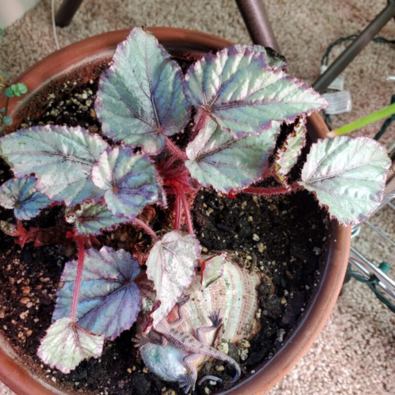 Pink Satin Begonia Plant Potted
