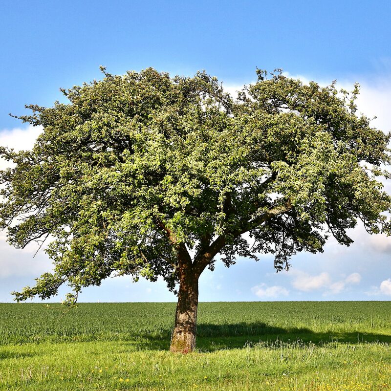 Dwarf Chinkapin Oak Tree - Rooted Plant 2 Feet Height - Chinkapin Chestnut Quercus Muehlenbergii - Outdoor Tree