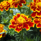 French Marigold Plant