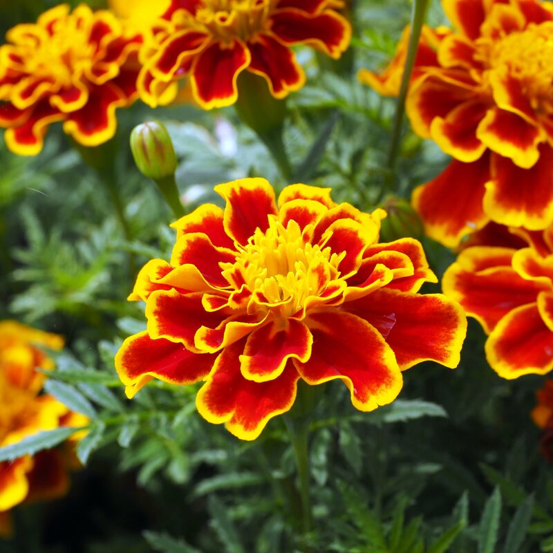 French Marigold Plant