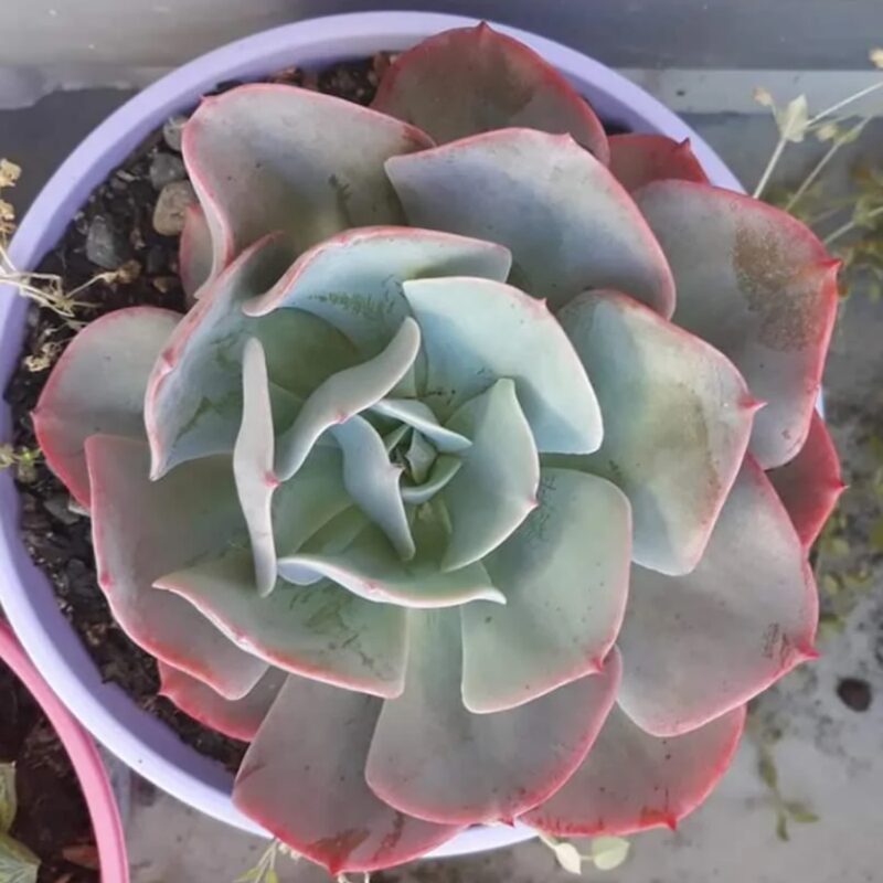 Echeveria Peaches and Cream Succulent Plants