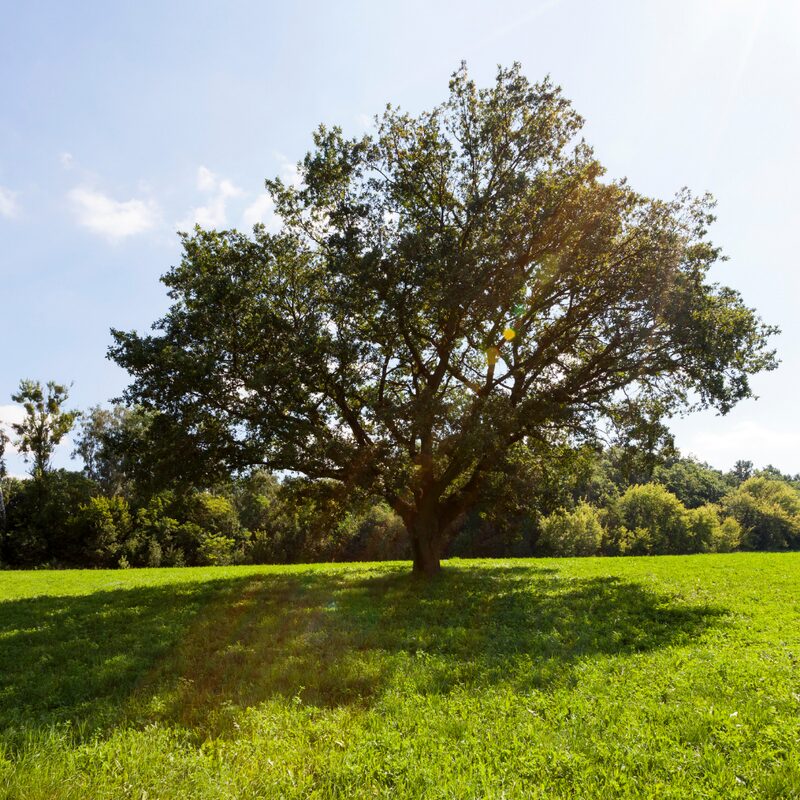 Dwarf Chinkapin Oak Tree - 2 Feet Tall No Pot - Dwarf Chinkapin Chestnut Quercus Muehlenbergii - Attracts Wildlife