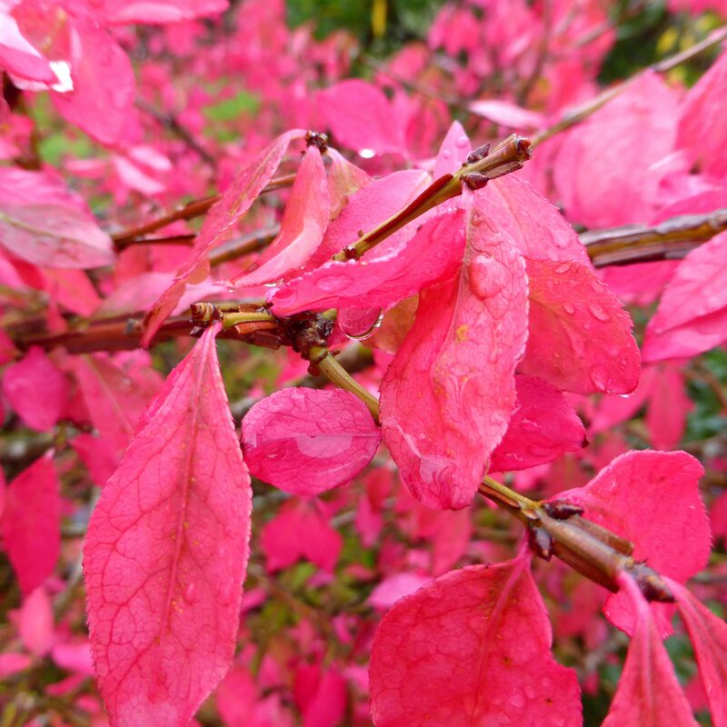 Burning Bush Trees