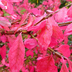 Burning Bush Trees