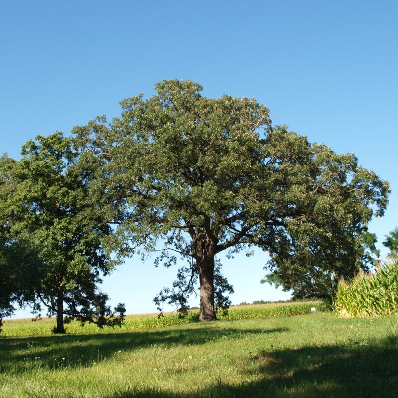 Dwarf Chinkapin Oak Tree - Oak Tree Live Plant From 1 To 2 Shrub Plant - Zone 4 To 9 - Outdoor Garden Tree