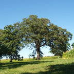 Dwarf Chinkapin Oak Tree - Oak Tree Live Plant From 1 To 2 Shrub Plant - Zone 4 To 9 - Outdoor Garden Tree