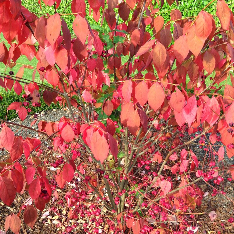 Burning Bush Trees