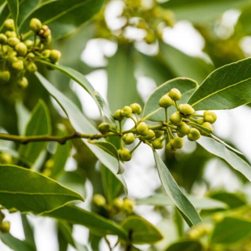Bay Leaf, 8 to 10 Inch Tall in Pot