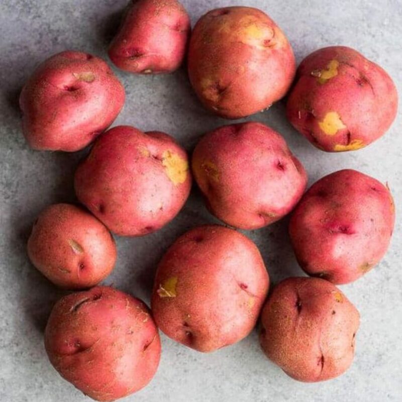 Mixed Seed Potatoes for Planting, Yukon Gold, Russet and Red Potato Fresh Heirloom and Non GMO Potato Seeds, Potato Tuber, 2 Pound