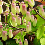 Kalanchoe Pinnata Plant, Miracle Leaf of Life 4 Inc Pot