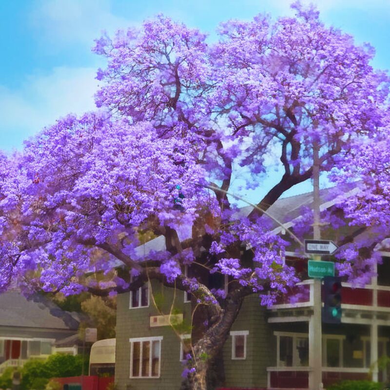 3 Blue Purple Jacaranda Mimosifolia Trees Live Plants - 8" Tall in 4" Pot Great for Bonsai - Zones 9-11