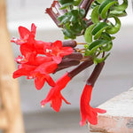 Aeschynanthus Twisted Lipstick Plant