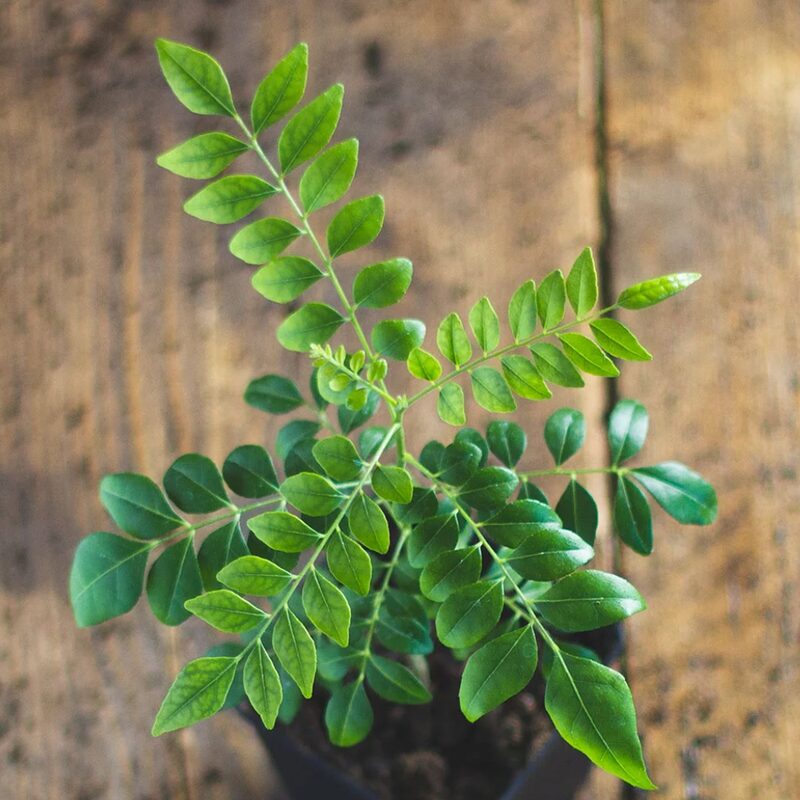 Indian Curry Leaf Plant Murraya Koenigii 5-9 Inch Tall, In 4 Inch Pot