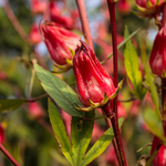 4 Sorrel Roselle Hibiscus Plants, Jamaica Red Roselle Hibiscus 4 Inc Pot