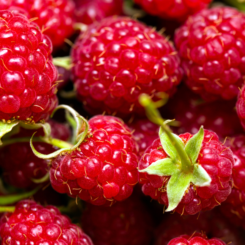2 Caroline Red Raspberry Plants 4-8 Inch Tall