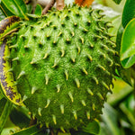 Annona Muricata Giant Soursop Tree 5-9 Inc Tall