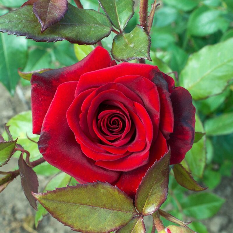 Red Rose Plant Live