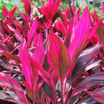 3 Cordyline Red Sister Hawaiian Ti Plants Well Rooted 7 To 10 Inch Tall
