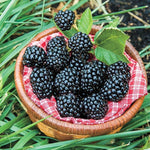 Arapaho Blackberry Plants