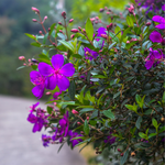 2 Purple Tibouchina Plants Live 3-5 Inc Tall