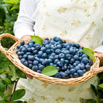 Biloxi Blueberry Plant