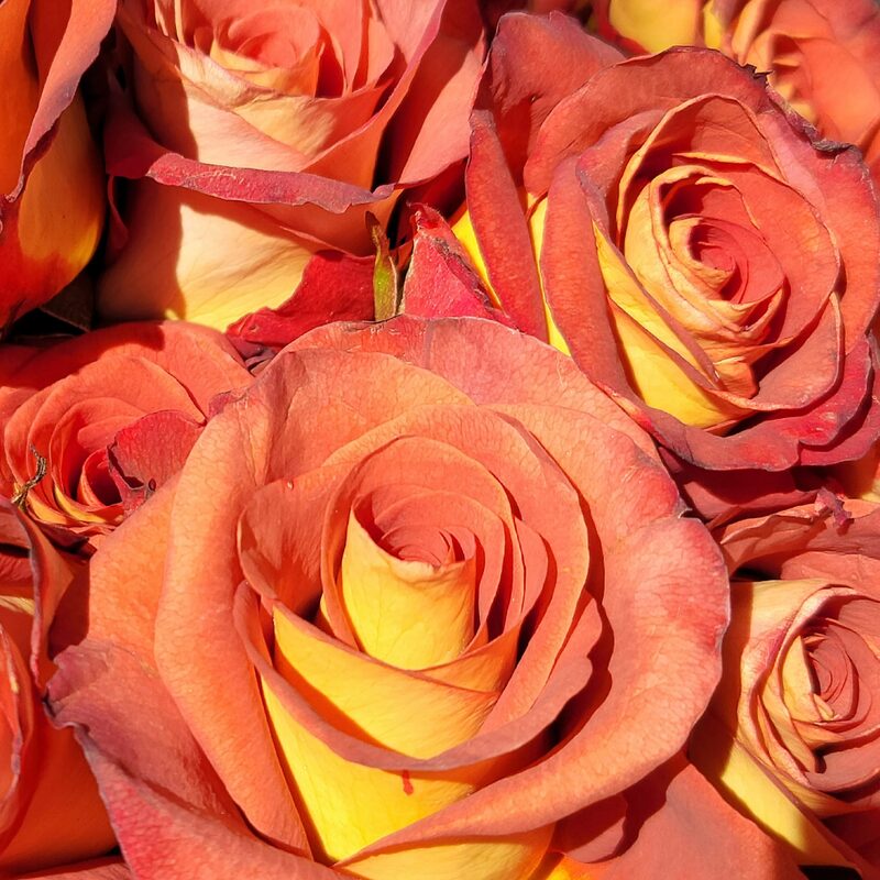 Leonidas Rose Bush