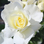 White Meilland Rose Bush